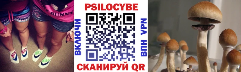 Галлюциногенные грибы Psilocybine cubensis  Купить  Терек 